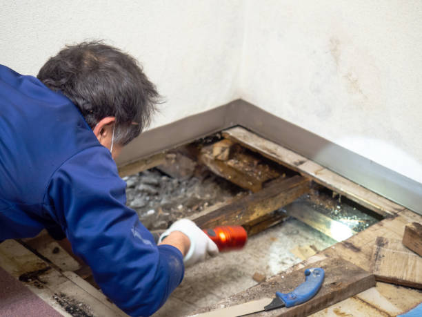 Best Post-Flood Mold Remediation in Lago Vista, TX