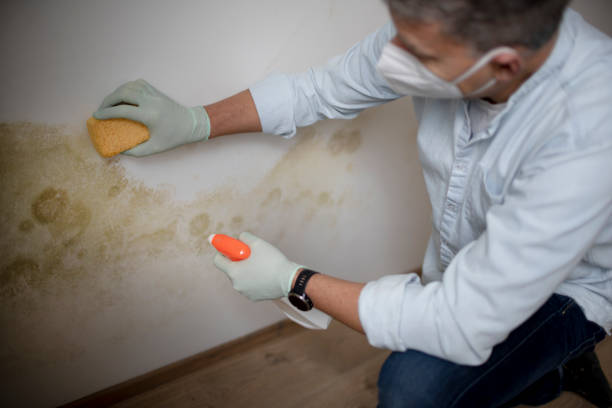 Best Bathroom Mold Remediation in Lago Vista, TX
