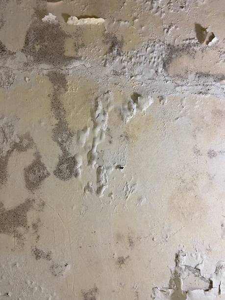 Best Mold Testing and Inspection Services in Lago Vista, TX