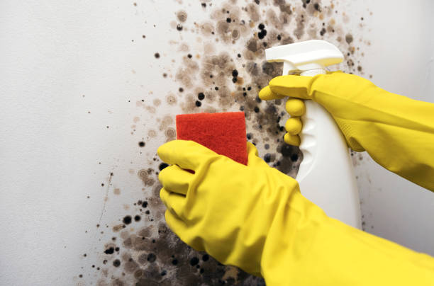 Best Attic Mold Remediation in Lago Vista, TX