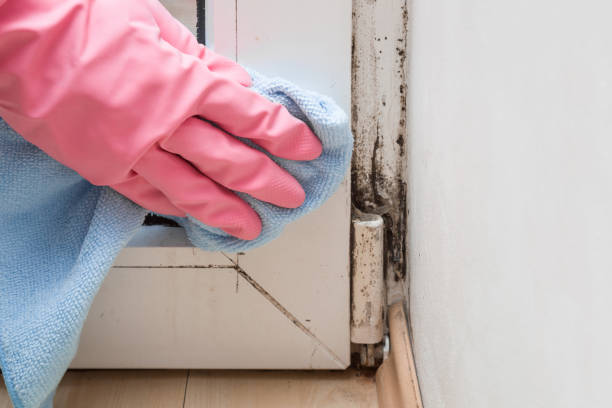Best Bathroom Mold Remediation in Lago Vista, TX